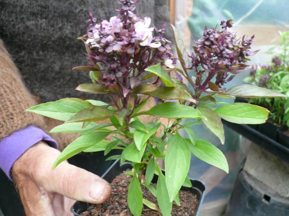 Basil, Thai Ocimum basilicum Siam Queen Annual - Herb 1-1.