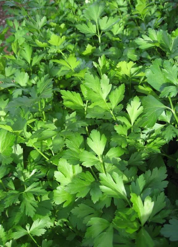 characteristics: Cool season annual herb will remain