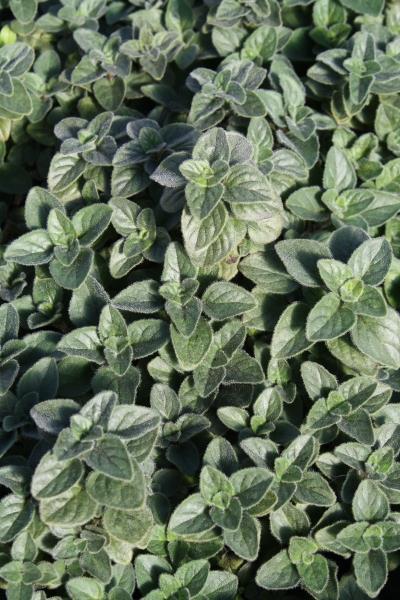 Oregano Origanum vulgare Hot and Spicy Perennial - Herb - July and August 2 Soil: Well-drained, consistently moist until established Bloom: Light lavender