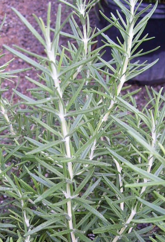 Rosemary Rosmarinus officinalis Salem Perennial Herb - Evergreen Shrub 3-6 2-4 Soil: Well-drained, dry-medium Bloom Time: Jan - April;