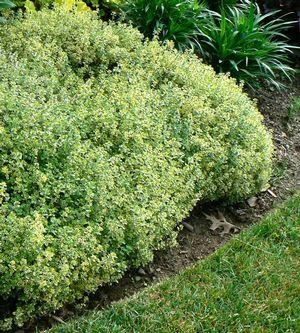 Golden Lemon Thyme Thymus x citriodorus Aureus Perennial - Herb -