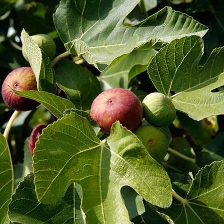 Patio Fig, Dwarf Fig Tree Ficus carica 'Majoam' Little Miss Figgy Tree -