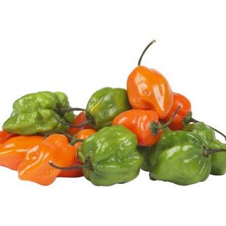 Pepper, Habeñero Capsicum chinense Tender Perennial - Vegetable - Early Summer - Frost 2-4.
