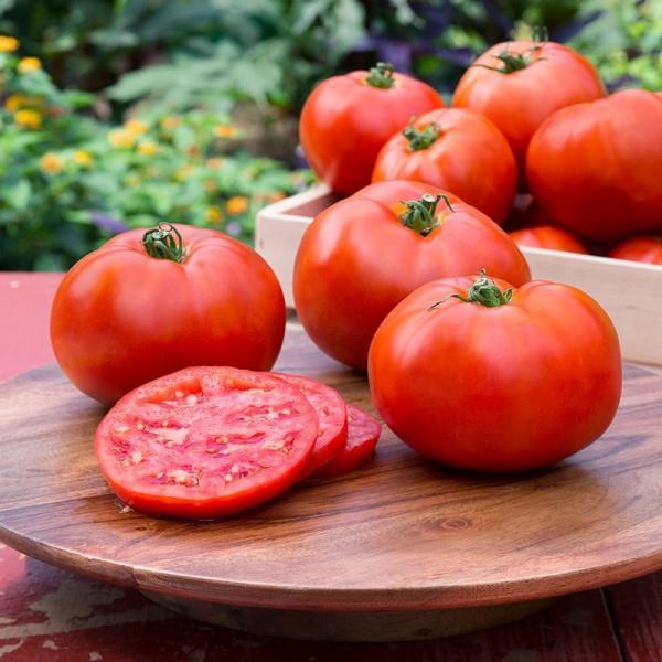 Tomato Solanum lycopersicum Better Boy Annual - Fruit - Summer 5-8 2-3 Soil: Well-drained, fertile and consistently moist