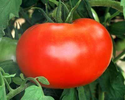 indeterminate variety Large tomatoes,