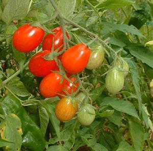 Tomato Solanum lycopersicum Roma Annual - Fruit -