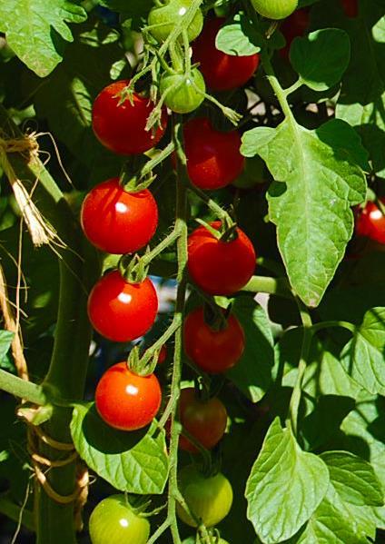 Tomato, Cherry Solanum lycopersicum Sweet 100 Annual - Fruit -