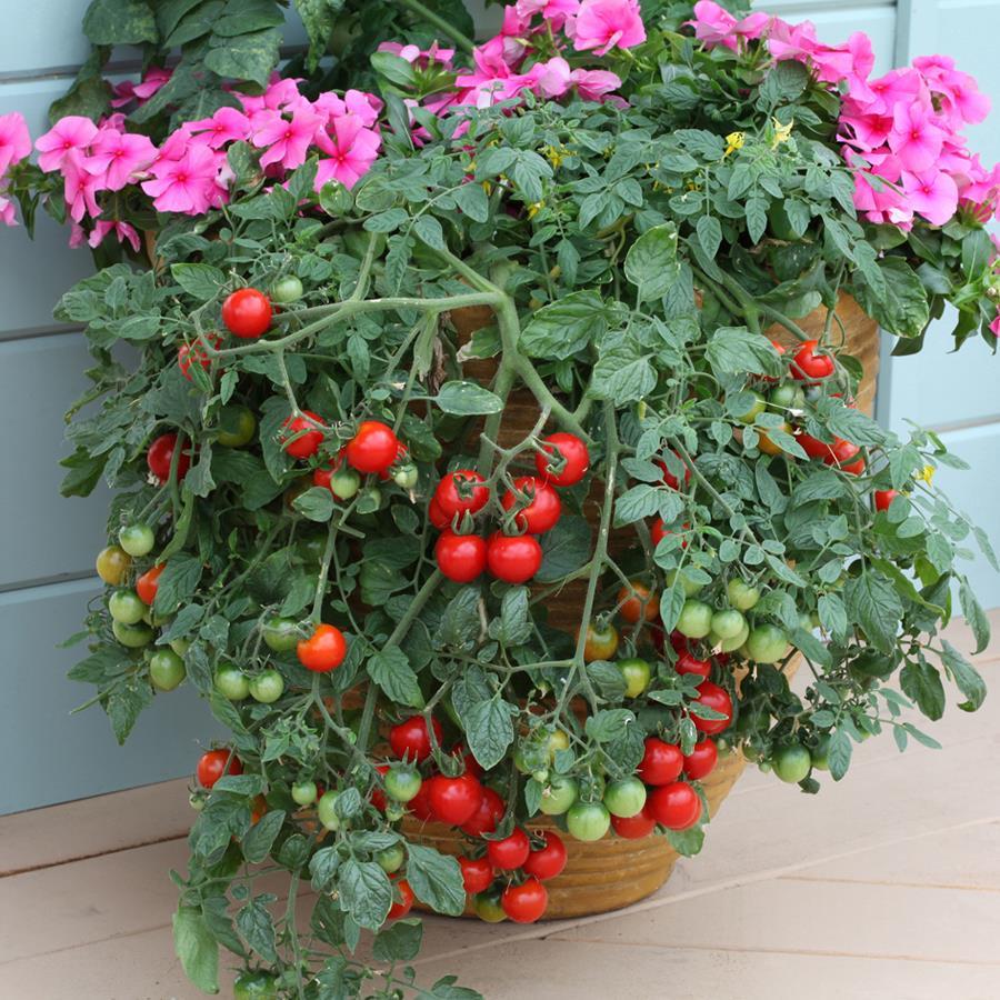Tomato, Cherry Solanum lycopersicum Tumbling Tom Red Annual - Fruit - Summer - Frost 6-8 18-30 Soil: Well-drained, fertile and consistently