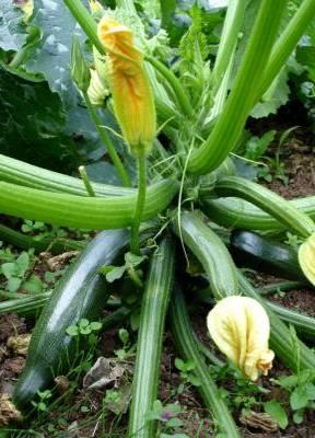 Zucchini Cucurbita pepo Dark Green Annual - Vegetable - Summer Soil: Well-drained, fertile and consistently moist Vigorous,