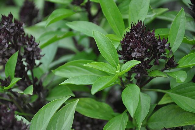 5' Soil: Well-drained Bloom: Summer, attractive purple