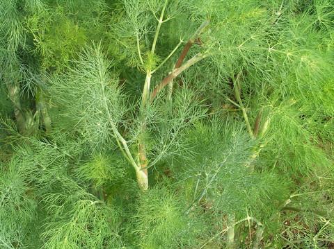 Dill Anethum graveolens 'Bouquet' Annual - Herb -