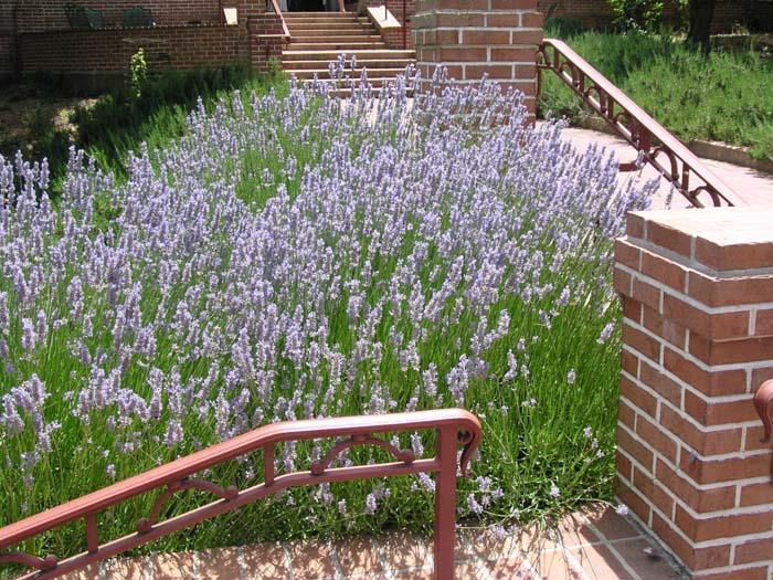 French Lavender Lavandula x intermedia Provence Perennial - Herb -