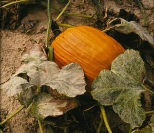 Disease ID for Pumpkins By Kate Everts, Vegetable Pathologist, University of Delaware and University of Maryland; keverts@umd.