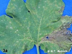White speck or Plectosporium on the leaf causes tan spindle shaped lesions which form on the veins and result in distorted leaves.