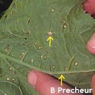 Anthracnose on Leaves Black Rot Figure 4. Anthracnose will initially be small tan lesions with darker margins (image courtesy of B.