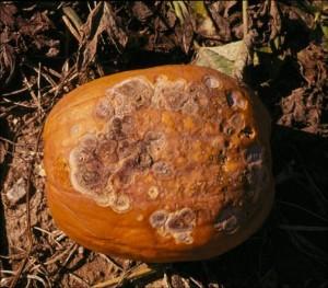 Fruit Diseases There are several pathogens that cause fruit rot on pumpkin.