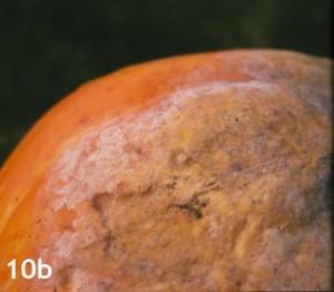 Calcium moves through cation exchange with water movement in the fruit, so the end of the fruit will be the last to accumulate calcium. Larger fruits and longer fruits are most susceptible.