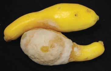 Sunken, dark, water-soaked areas appear in infected fruit and are rapidly covered by white fungal growth in yellow summer squash and zucchini (Figures 7 and 8). Figure 8.