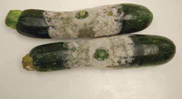 Foliar symptoms of Phytophthora blight in watermelon are generally limited to water-soaked leaf blotches, which dry and turn brown, and dieback.