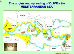 The Secrets of Olive Oil Presented by Captain Gaby Beainy