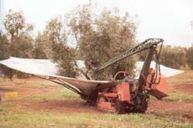 Best harvest: Olives should be harvested when the major part of them are starting to