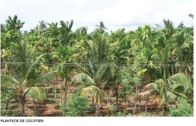) is also considered a promising feedstock for biodiesel production, particularly in tropical regions. Fig.1.