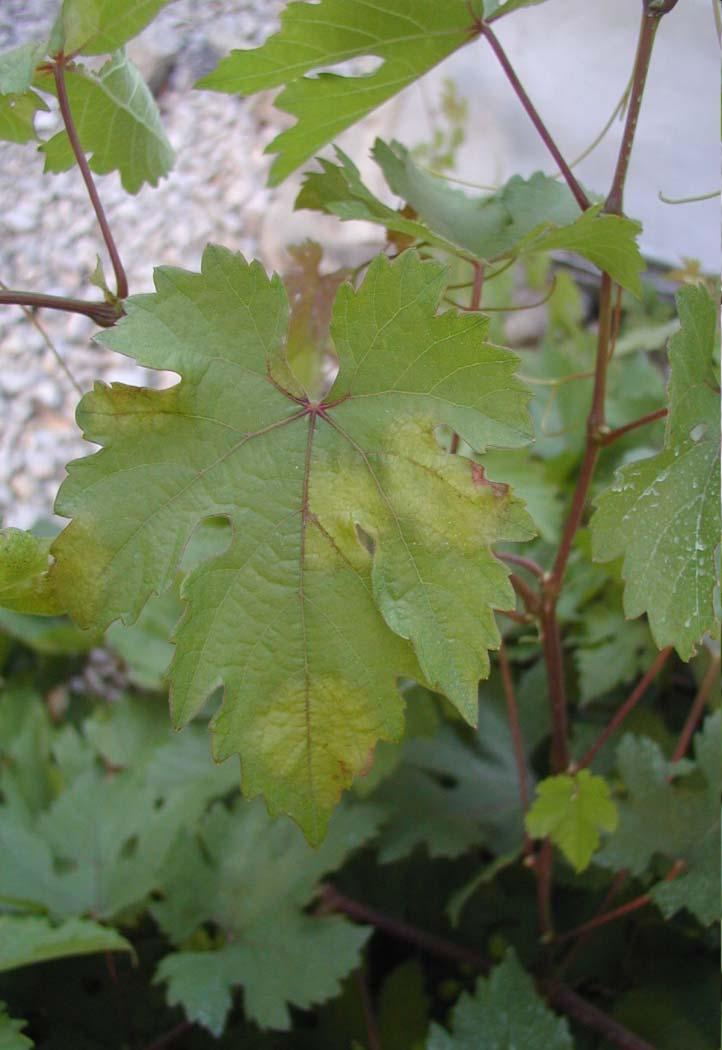 Downy Mildew Signs and Symptoms: Tops & Bottom