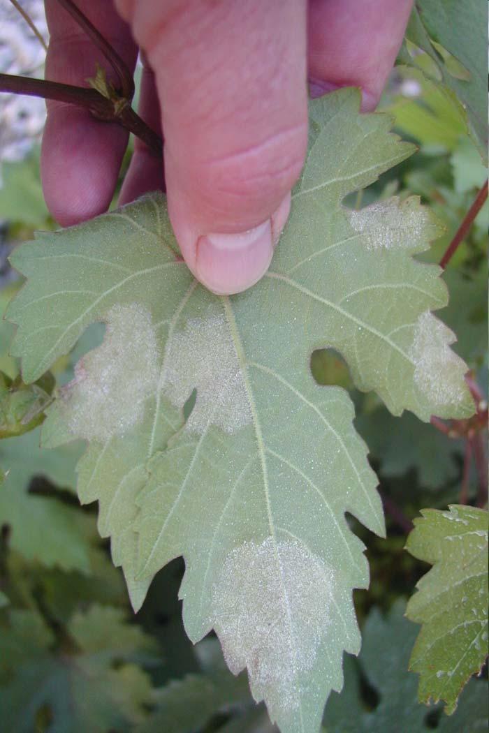 growth on leaf underside (right) corresponds