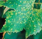DOWNY MILDEW SIGNS AND