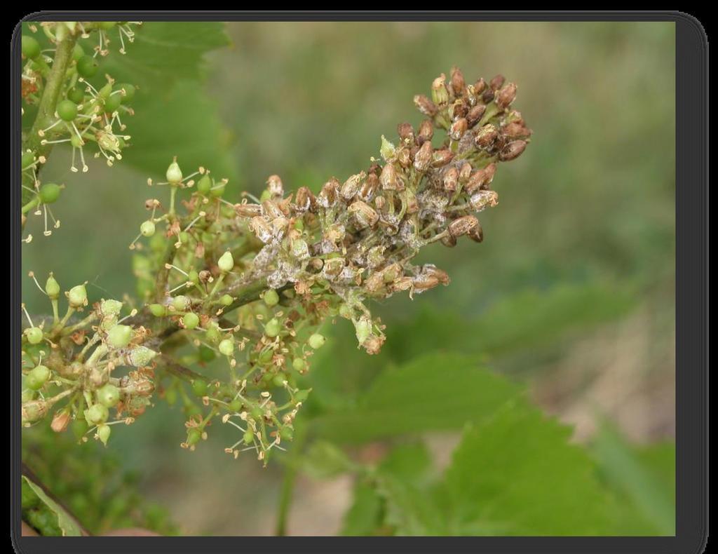 DOWNY MILDEW SIGNS AND SYMPTOMS: FLOWERS AND YOUNG FRUIT