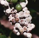 Downy Mildew: Fruit Death of berries associated with rachis infection