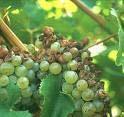 Downy Mildew Programs, FREC Hybrid Vineyards, 2009* 1 Captan/Penncozeb/Ziram 2 Zampro-01 3 Zampro-02 4