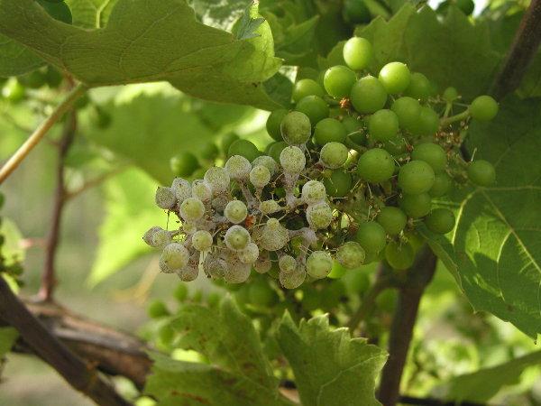 Downy Mildew: Important Disease of Grapes Affects susceptible grapes, every season, wherever they are