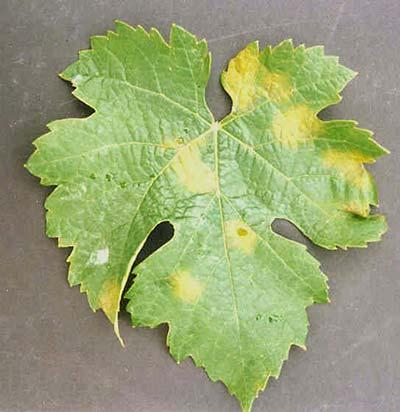 Downy Mildew Signs