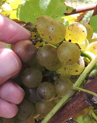 Status of SWD on wine grapes Risk: Red