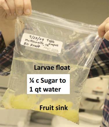 Testing fruit for SWD larvae using the salt test Put ripening fruit (2-4 cups) in zip-top bag 4 cups warm water + 1/4 cup