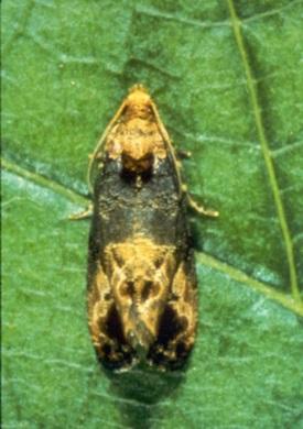 Grape Berry Moth Insect Grape Berry Moth Time Damage occurs 1 st lay eggs & larva