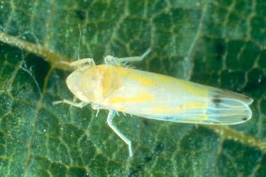 Grape Leafhopper Insect Grape Leafhopper Time Damage occurs Appears when