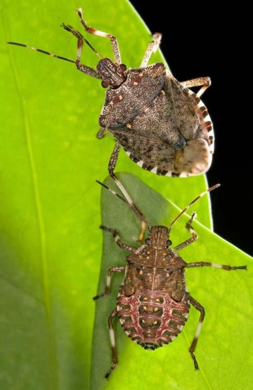 Brown Marmorated Stink Bug Insect BMSB Time Damage occurs May-Oct.