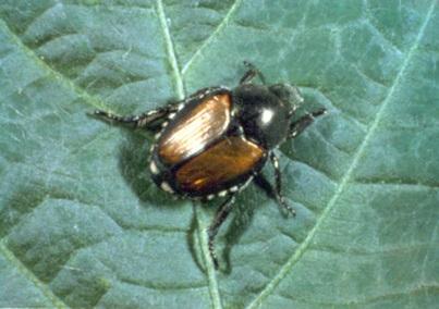 Japanese beetle Insect JB Time Damage occurs End of June