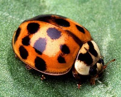 Multicolored Asian Lady Beetles Insect Grape Berry Moth Time Damage