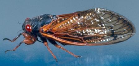 cicadas emerge at intervals of two to eight years in