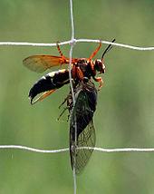 Predators and pathogens Eastern cicada killer wasp (Sphecius speciosus) with cicada prey Cicadas are commonly eaten by birds, squirrels, bats, wasps, spiders, frogs, fish and reptiles during this