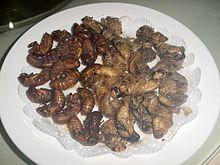Food and folk medicine Deep-fried Cryptotympana atrata in Shandong cuisine Cicadas are consumed both as adults and as nymphs. Shells of cicadas are employed in traditional Chinese medicines.