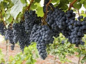 News: Ohio State Hires New Specialists to Support Grape and Wine Research March 24, 2016 Ohio has 1,900 acres producing grapes and 175 wineries.