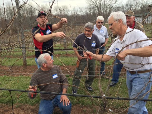 Shade Winery and Brumbaugh and Abney Pruning Workshop Summary by Dave Scurlock, OSU/OARDC Viticulture Outreach Specialist If you missed this year s pruning workshops you