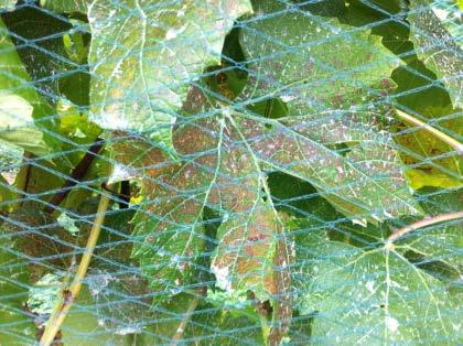 Downy Mildew on leaf and Cluster Photos by