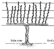 La Crescent Training and Pruning For VSP, shoots readily trained upward if catch wires are provided within 7-9" above the fruiting wire, and every 12-14" thereafter.
