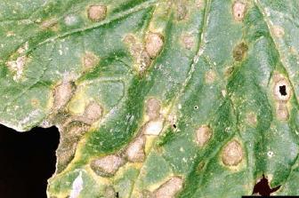 Symptoms vary with the plant stage and may include: leaf spots, foliage wilting and death; stem cankers with characteristic red or brown gummy fluid; spotted and blackened fruit, and; crown rot which