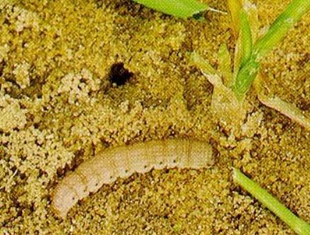 Cutworms control Growers expressed concerned that only heavy chemistry is available for use.